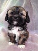 Female Lhasa Bichon Teddy bear Puppy for sale #10|Teddy bear breeder selling teddy bear puppies for less that Most teddy bear breeders